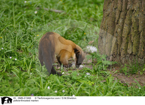 Buntmarder / yellow-throated marten / DMS-01986