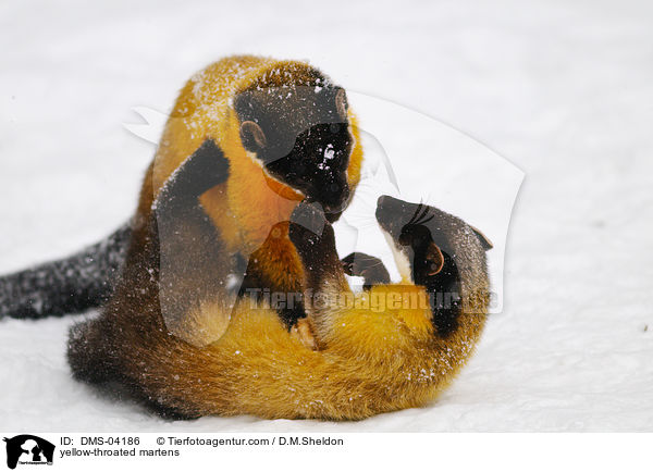 yellow-throated martens / DMS-04186