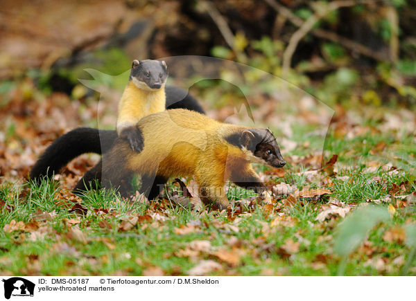 yellow-throated martens / DMS-05187