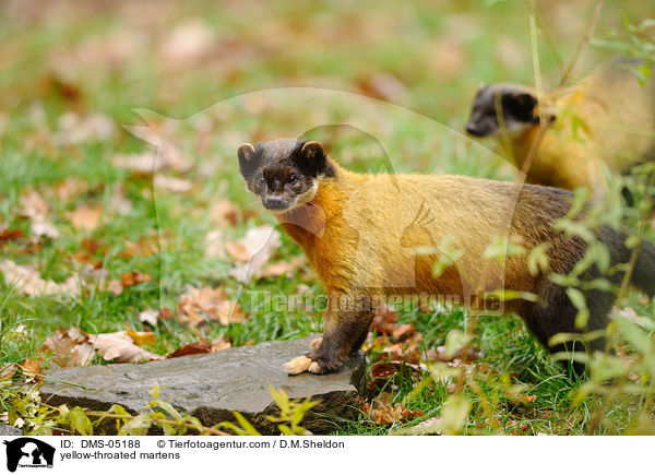 yellow-throated martens / DMS-05188