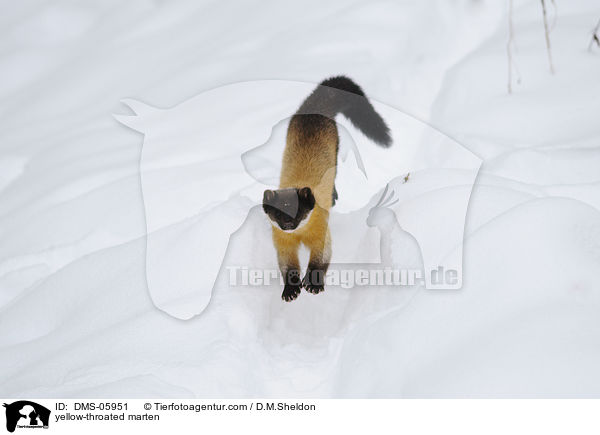 yellow-throated marten / DMS-05951