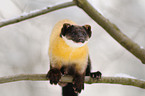 yellow-throated marten