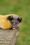 yellow-throated marten