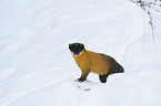 yellow-throated marten