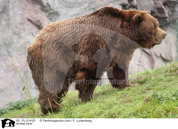 kodiak bear / FL-01435