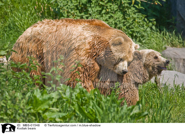 Kodiak bears / MBS-01548