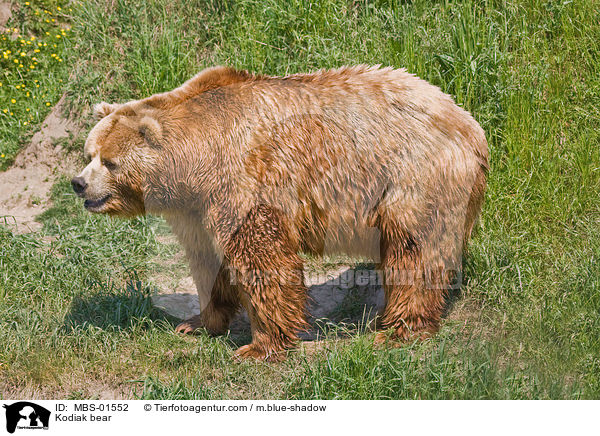 Kodiak bear / MBS-01552