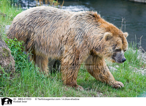 Kodiak bear / MBS-01553