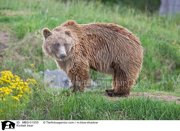 Kodiak bear / MBS-01555