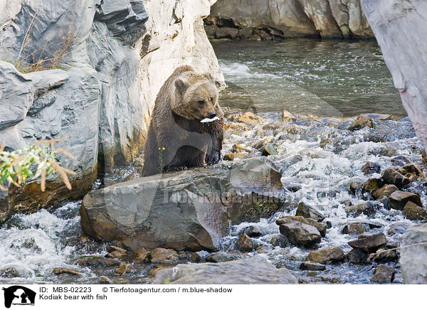 Kodiak bear with fish / MBS-02223