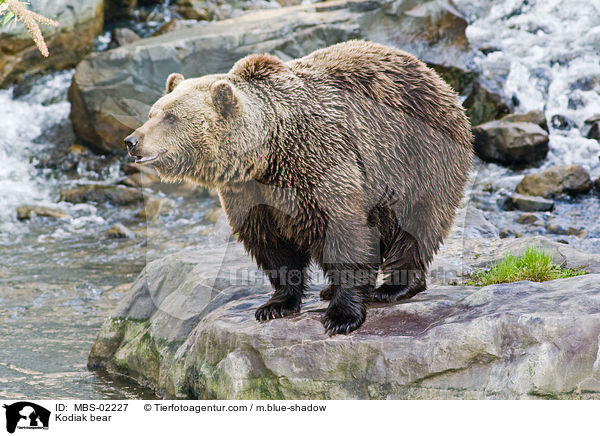 Kodiak bear / MBS-02227