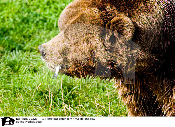 eating Kodiak bear / MBS-02229
