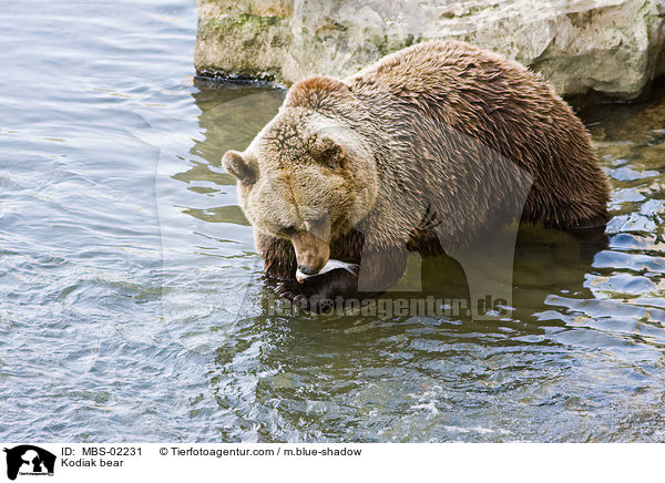 Kodiak bear / MBS-02231