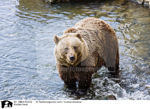 Kodiak bear / MBS-02232