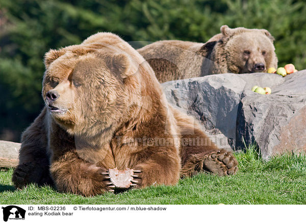 eating Kodiak bear / MBS-02236