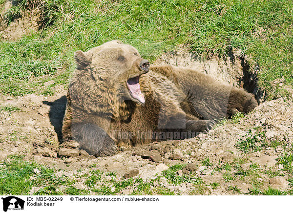 Kodiak bear / MBS-02249