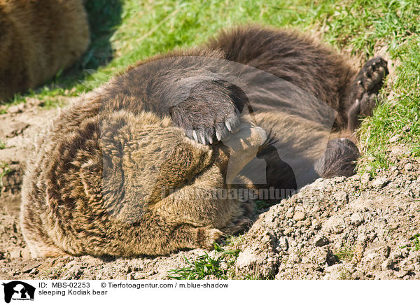 sleeping Kodiak bear / MBS-02253