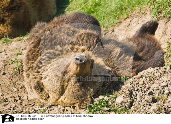 sleeping Kodiak bear / MBS-02254