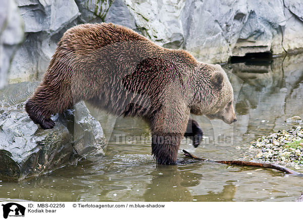 Kodiak bear / MBS-02256