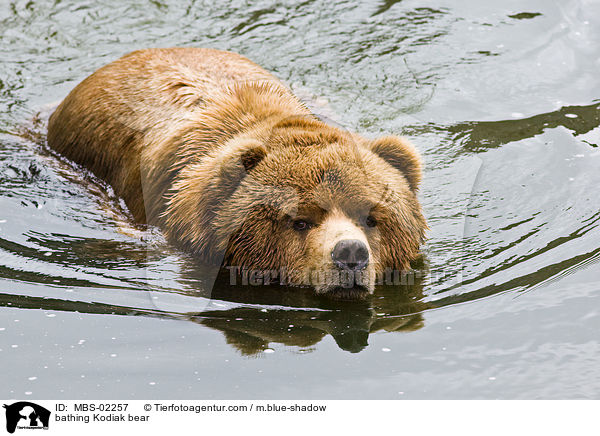 bathing Kodiak bear / MBS-02257