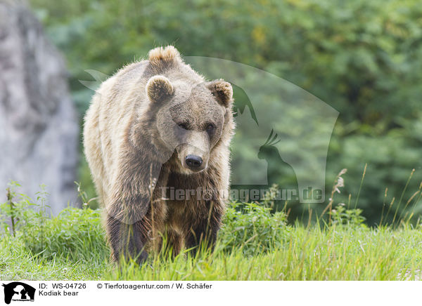 Kodiak bear / WS-04726