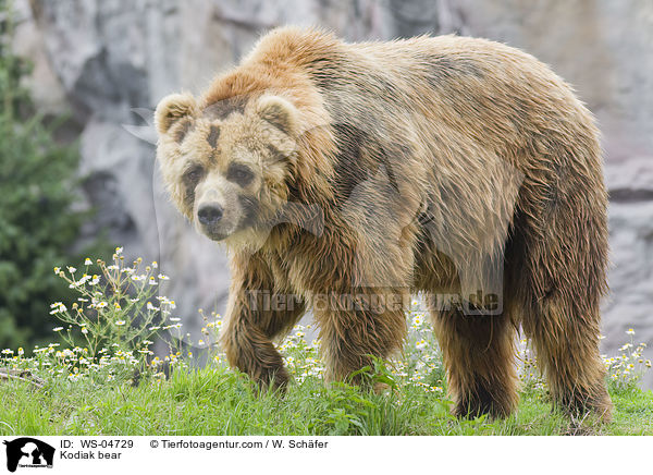 Kodiak bear / WS-04729