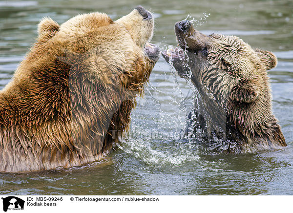 Kodiakbren / Kodiak bears / MBS-09246