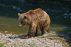 Kodiak bear