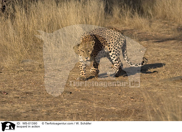 leopard in action / WS-01390