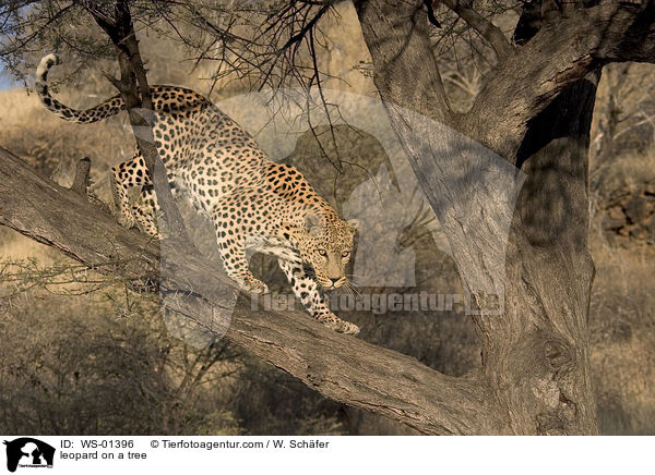 leopard on a tree / WS-01396