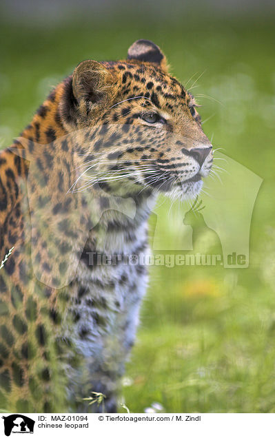 Chinesischer Leopard / chinese leopard / MAZ-01094