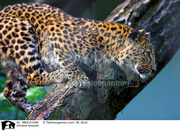 chinese leopard / MAZ-01096