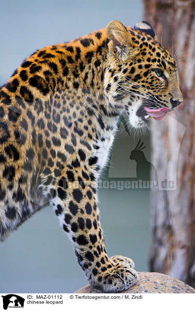 Chinesischer Leopard / chinese leopard / MAZ-01112