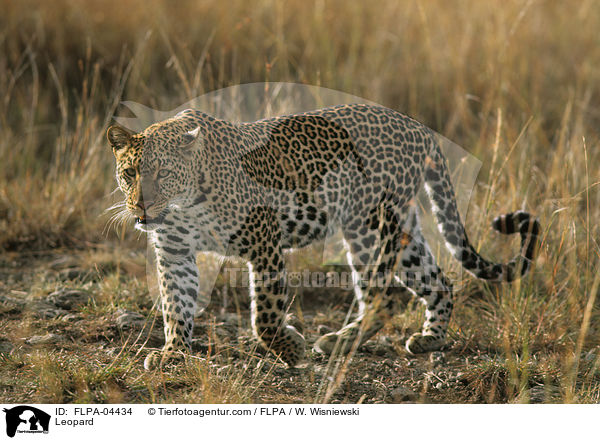 Leopard / Leopard / FLPA-04434