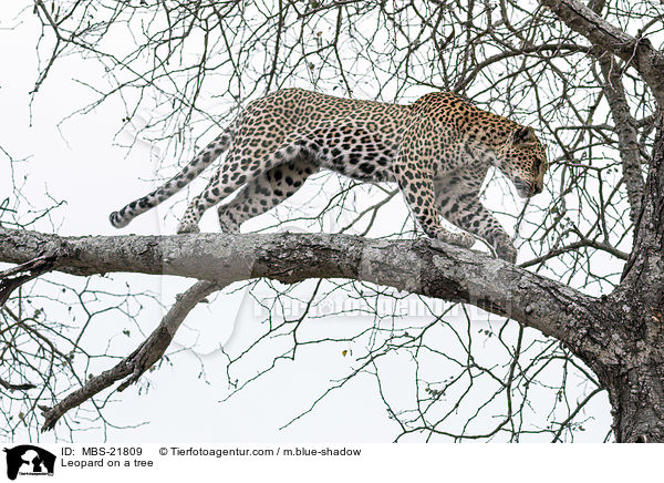 Leopard auf einem Baum / Leopard on a tree / MBS-21809