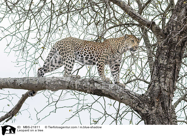 Leopard auf einem Baum / Leopard on a tree / MBS-21811