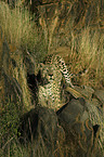 standing leopard