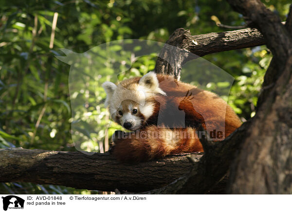 red panda in tree / AVD-01848