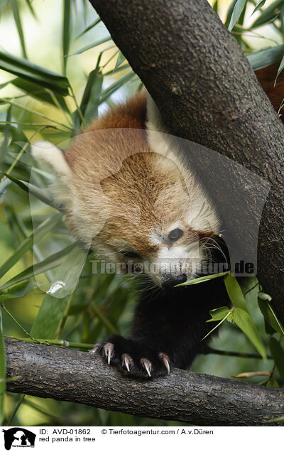 red panda in tree / AVD-01862