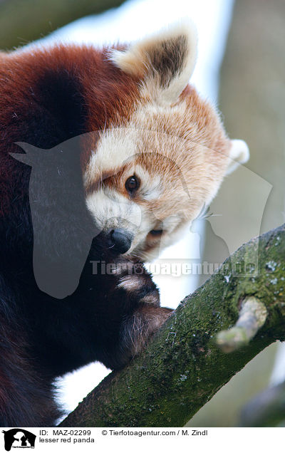 lesser red panda / MAZ-02299
