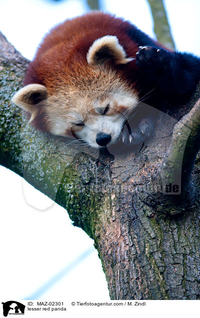lesser red panda / MAZ-02301