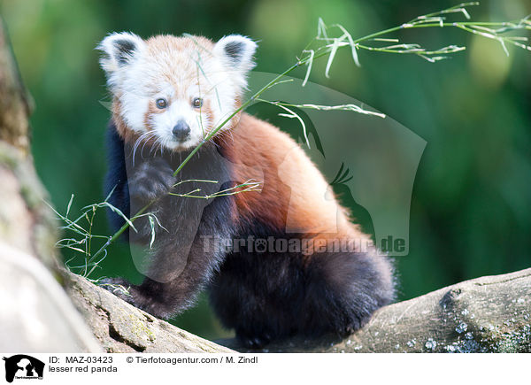 lesser red panda / MAZ-03423