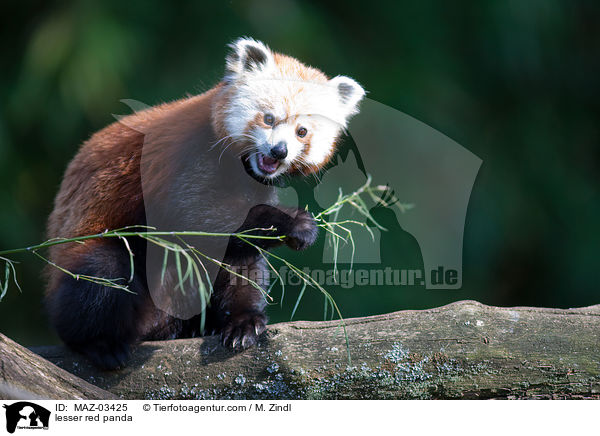 lesser red panda / MAZ-03425