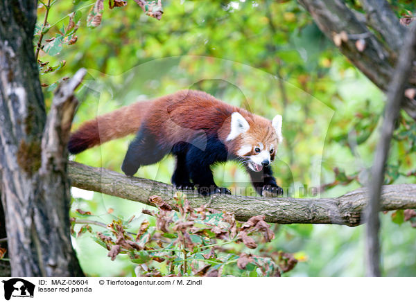 lesser red panda / MAZ-05604