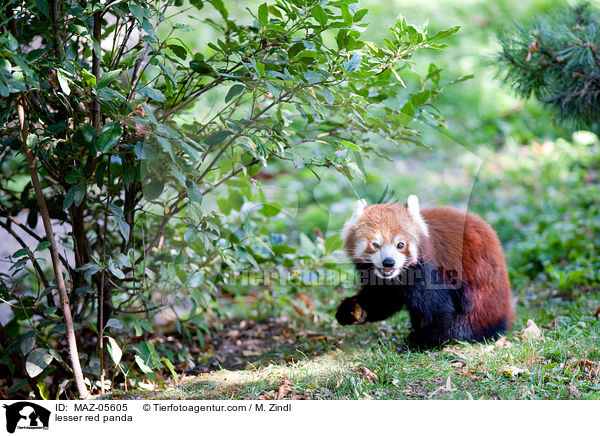 lesser red panda / MAZ-05605