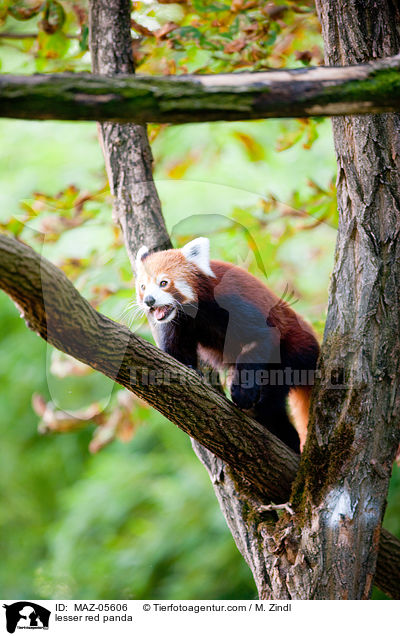 Kleiner Panda / lesser red panda / MAZ-05606