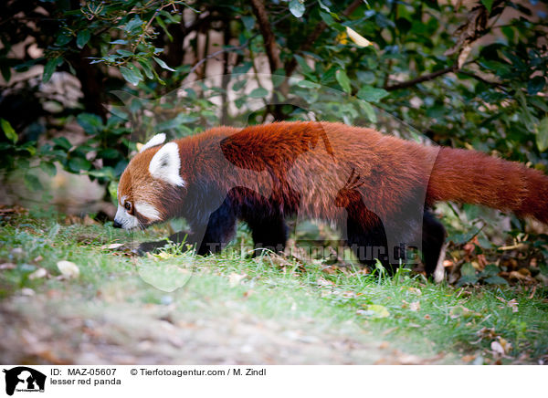 Kleiner Panda / lesser red panda / MAZ-05607
