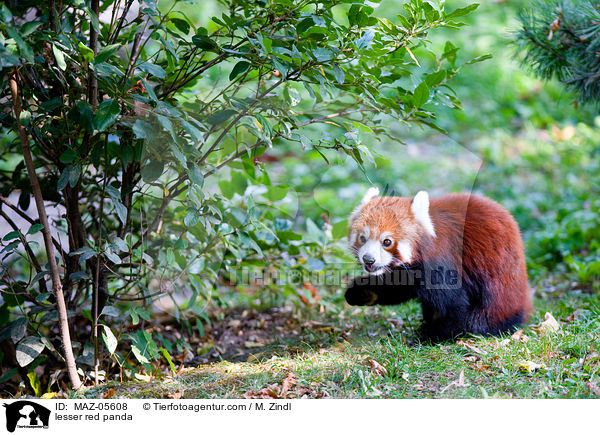 Kleiner Panda / lesser red panda / MAZ-05608