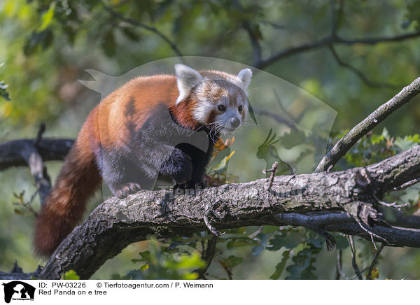 Red Panda on e tree / PW-03226