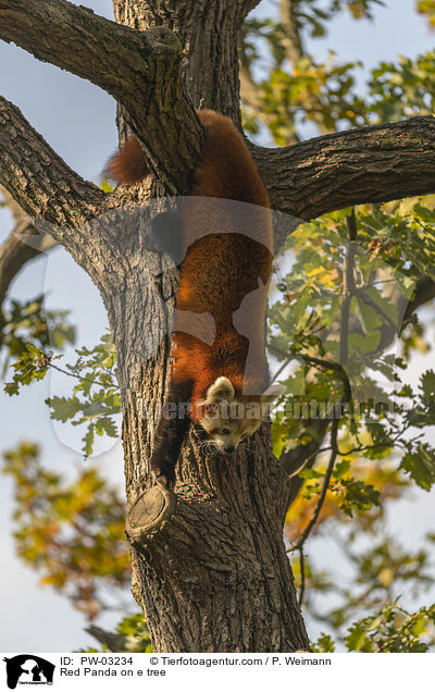 Red Panda on e tree / PW-03234